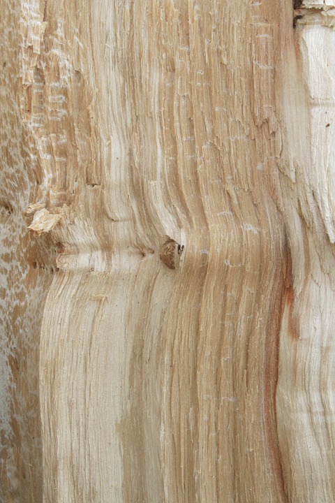wood, texture, tree