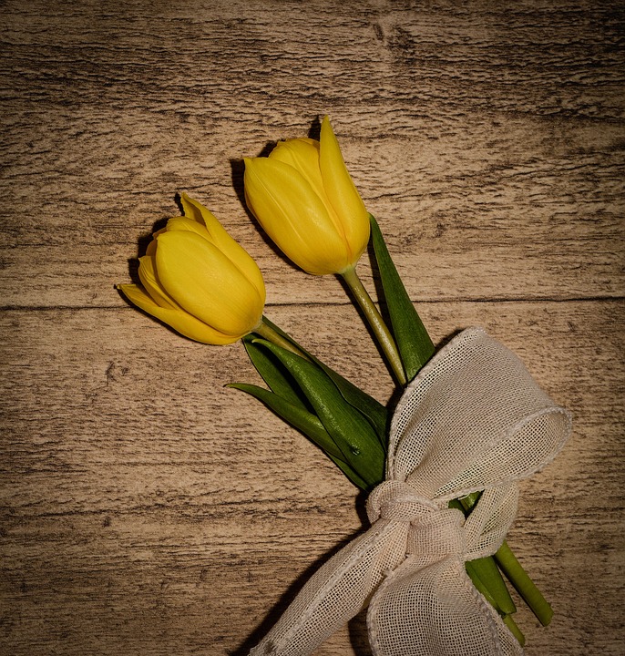 tulips, flowers, yellow flowers