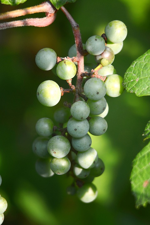 grapes, vine, wine