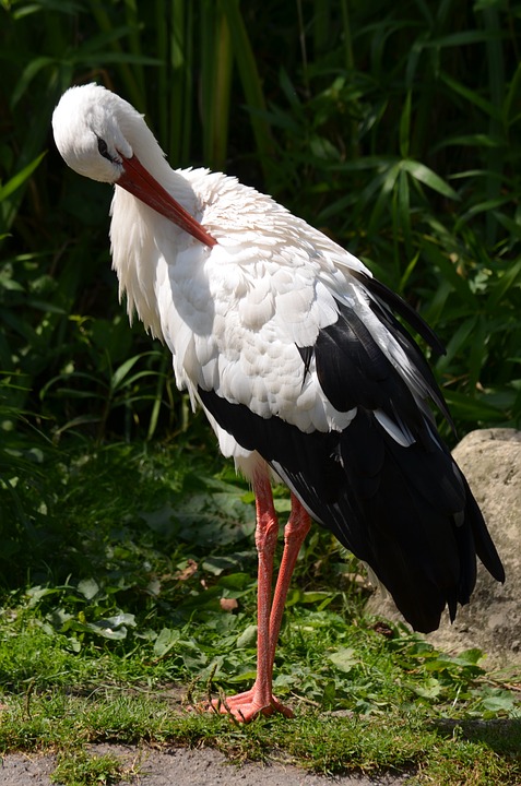 stork, bird, white stork