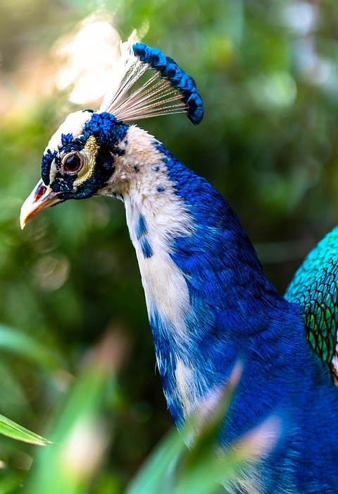 peacock, colorful, bird
