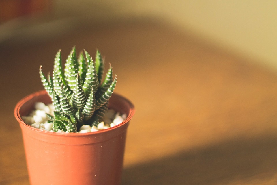 cactus, pot, alone