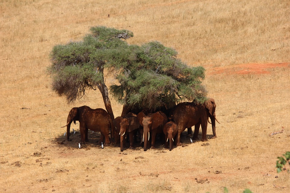 safari, elephant, africa