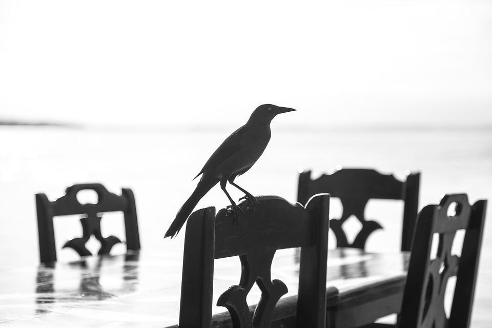 bird, shadow, blackbird