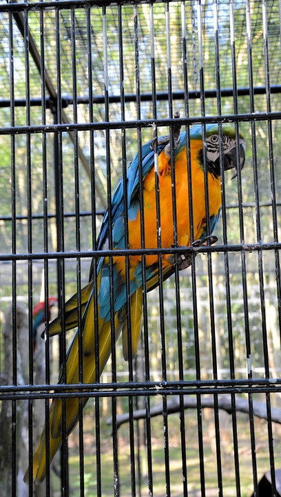 parrot, bars, bird