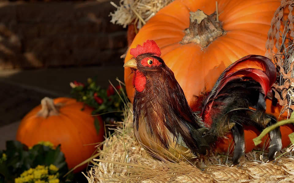 rooster, pumpkin, thanksgiving