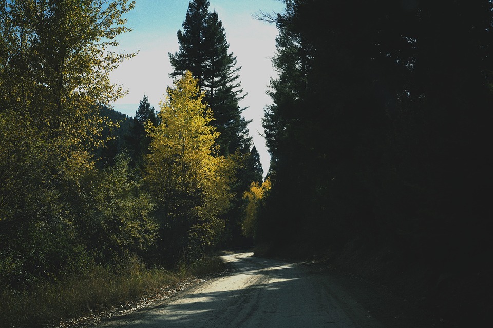 rural, road, trees