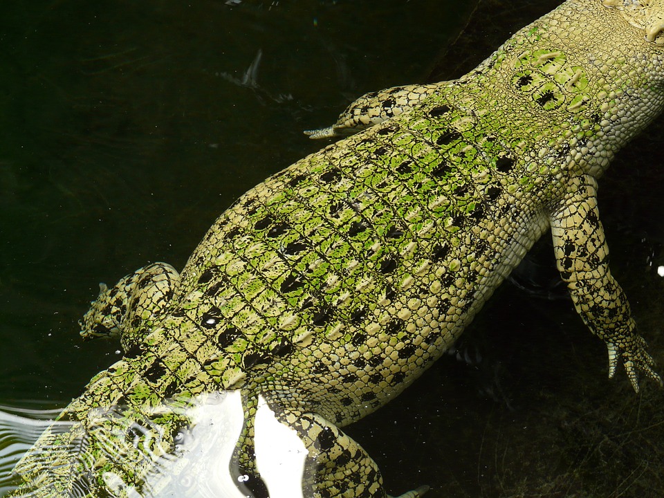 saltwater crocodile, crocodile, reptile