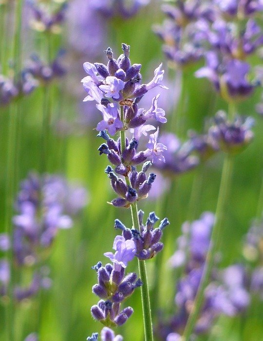 lavender, lavender flowers, purple