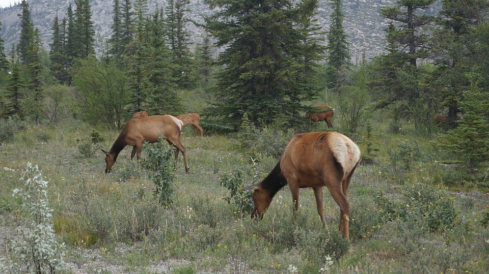 elk, wilderness, canada