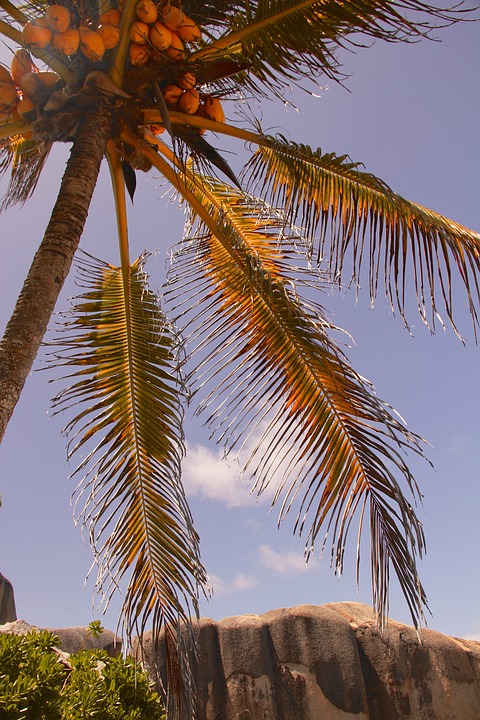 palm, summer, holiday