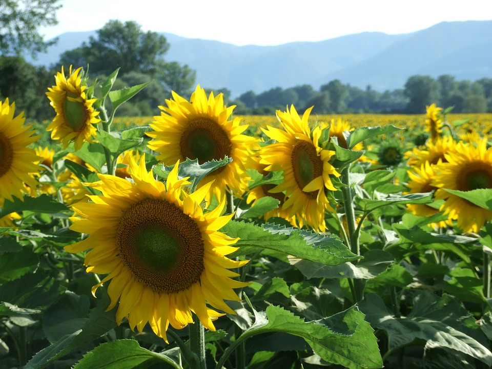 sunflowers, happiness, serenity