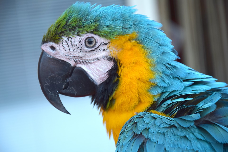 parrot, colorful parrot, bird