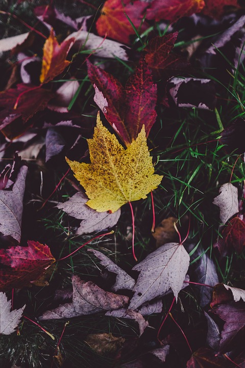 leaves, autumn background, autumn