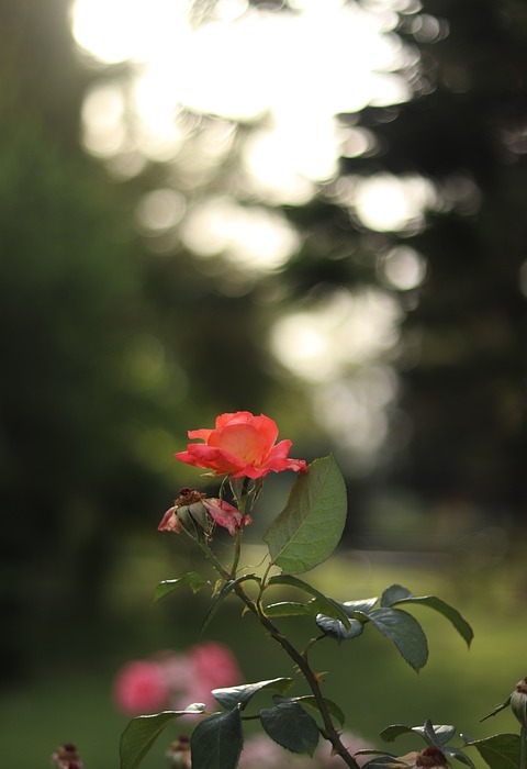 flower, rose, white