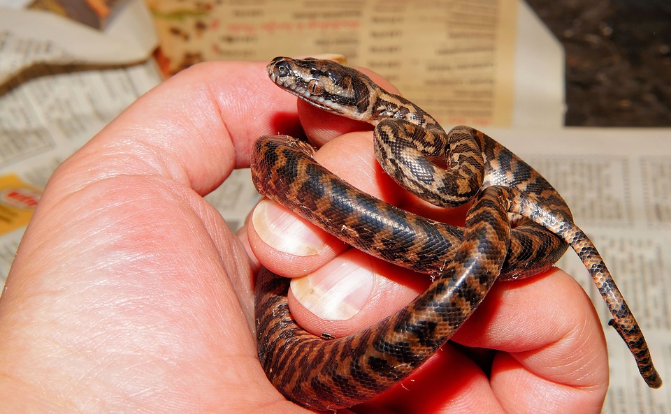 snake, baby snake, carpet python