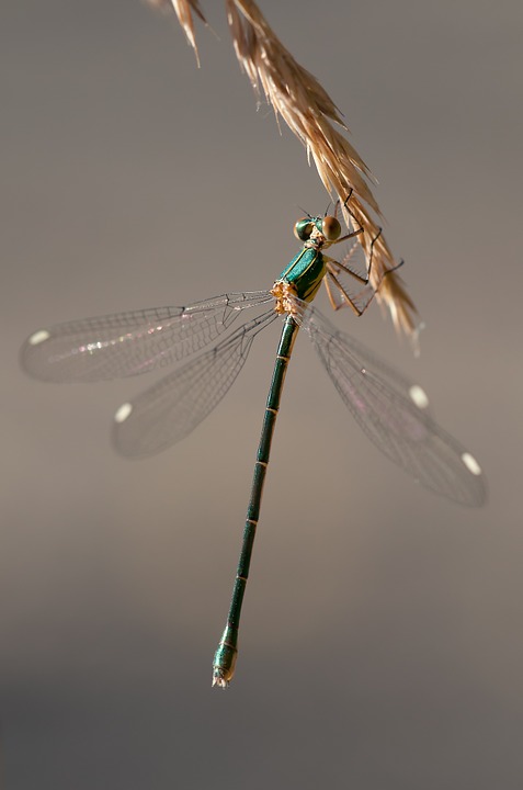 dragonfly, shiny, insect