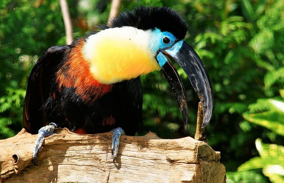 bird, colorful, tropical