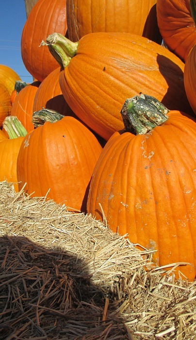 thanksgiving, halloween, pumpkin