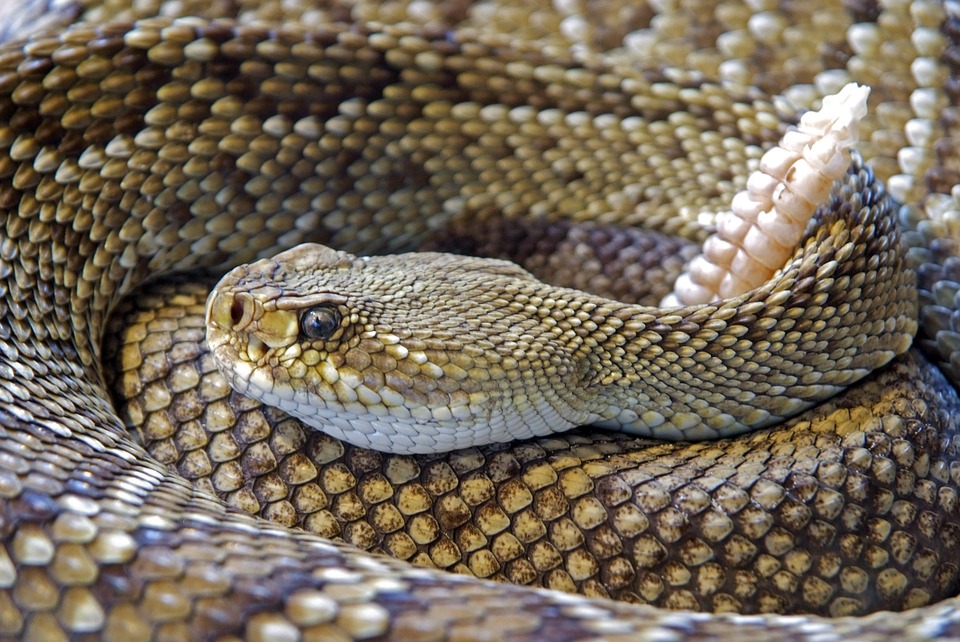 snake, rattlesnake, reptile