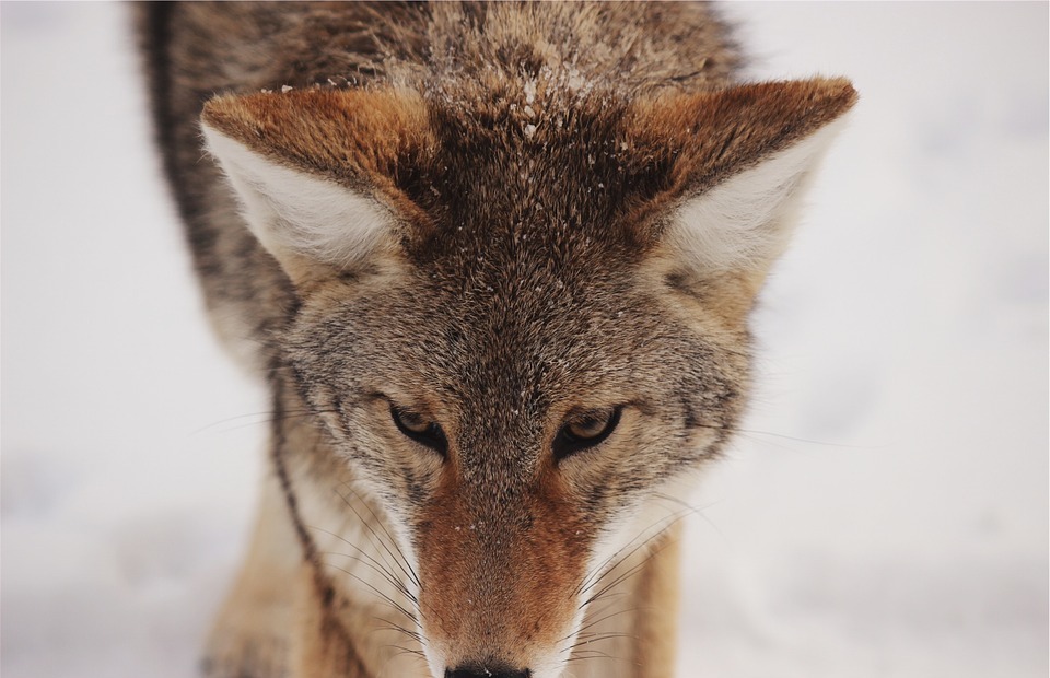 coyote, fox, animal