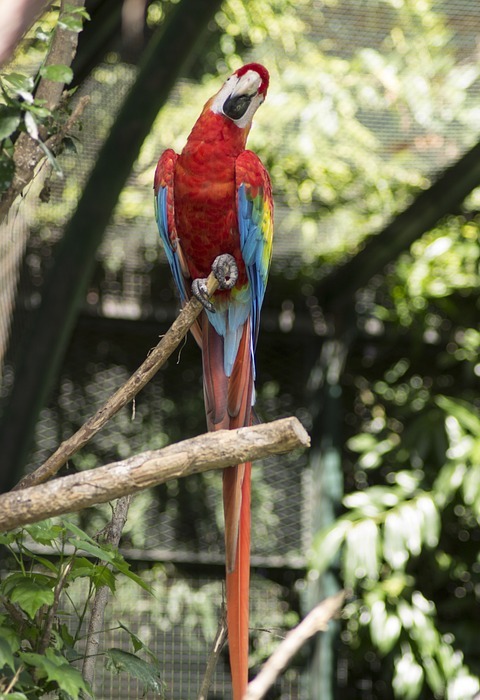 macaw, bird, tropical bird