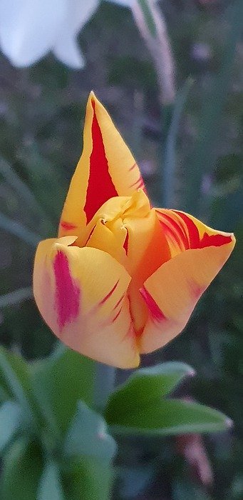 tulip, spring, yellow