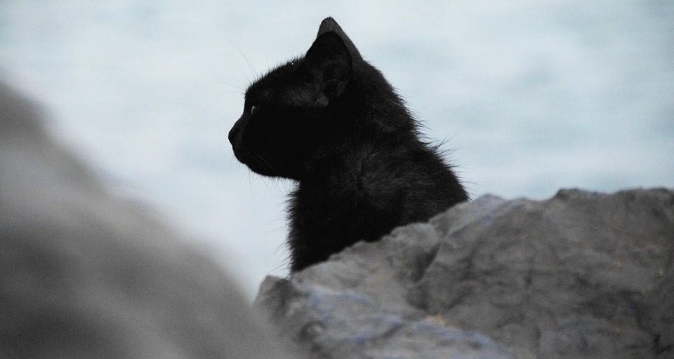 cat, black, profile