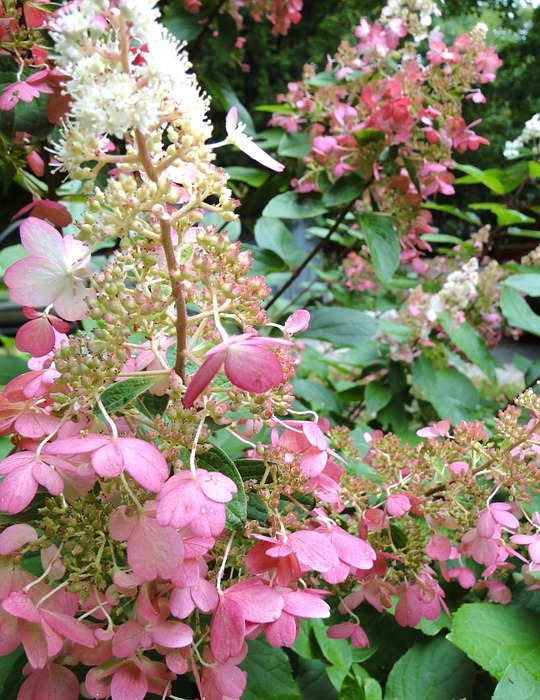 hydrangea, perennial, pinky winky