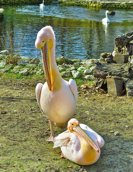 bird, wild, pelican