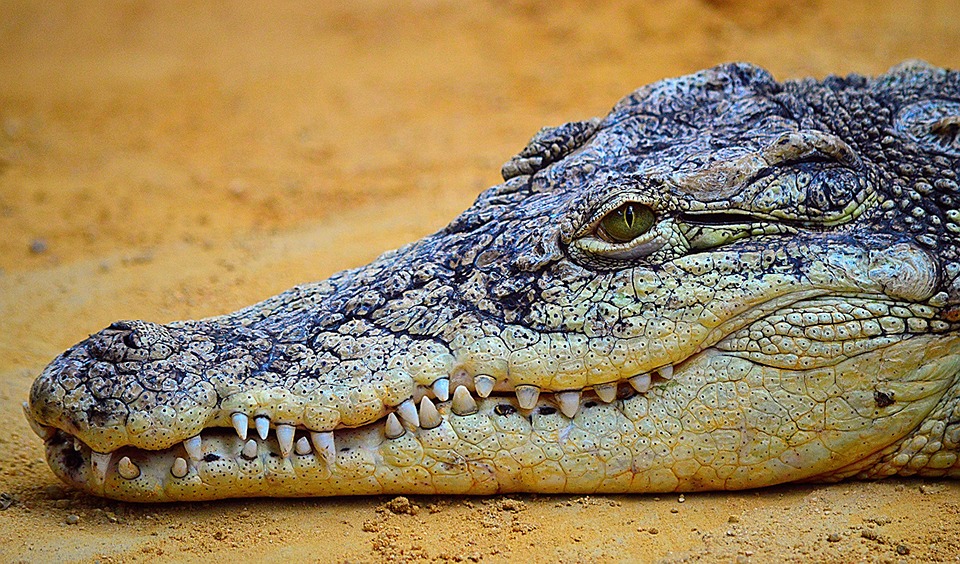 crocodile, reptile, nature