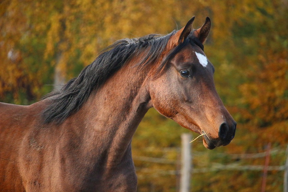 horse, brown, stallion
