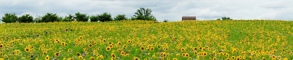 sunflower, summer, flowr
