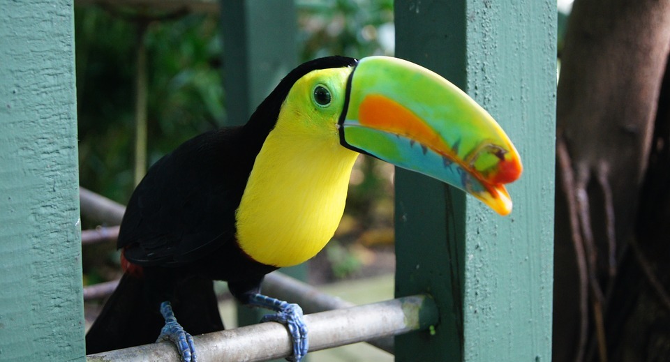 toucan, bird, colorful