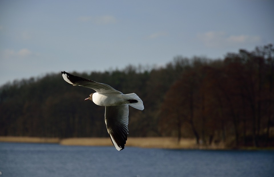 seagull, bird, flight