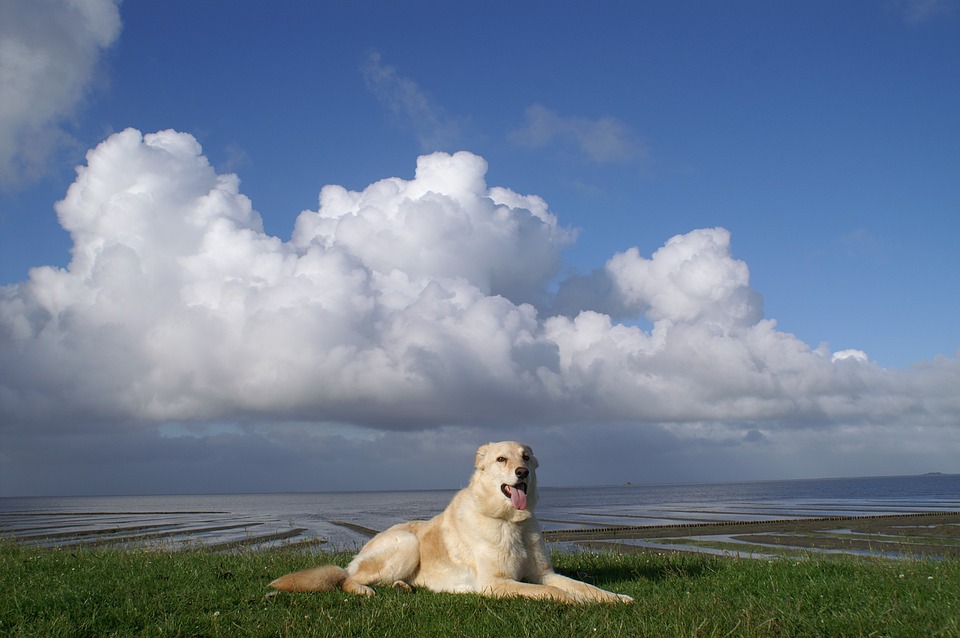 dog, north sea, dike