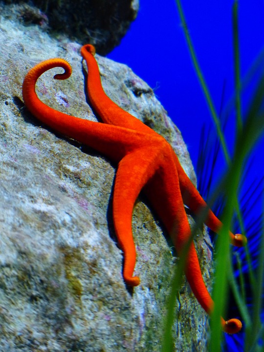 starfish, red, red starfish
