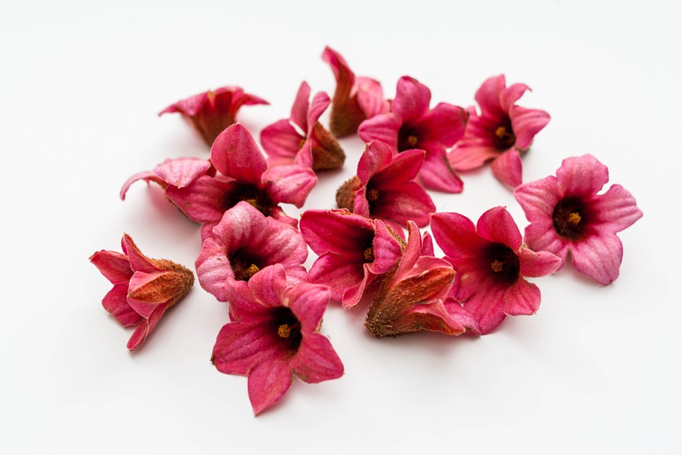brachychiton bidwillii, flowers, pink