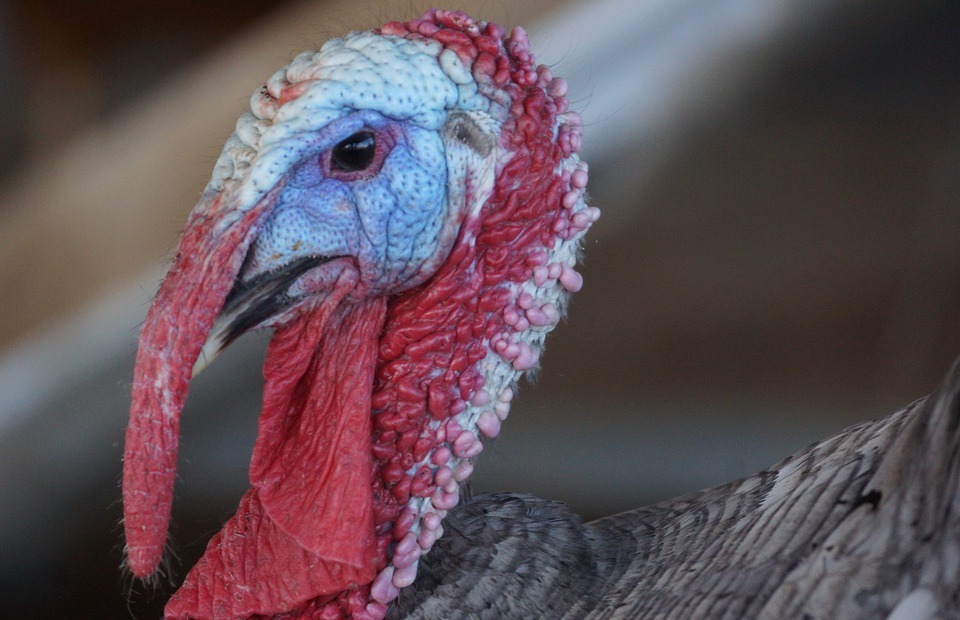 turkey, thanks giving, thanksgiving