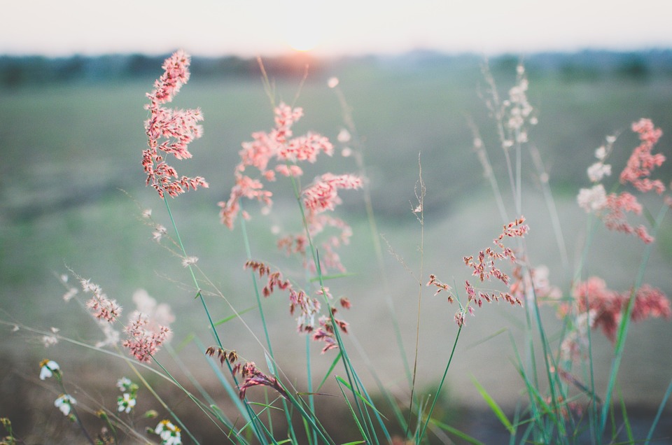 flowers, field, summer