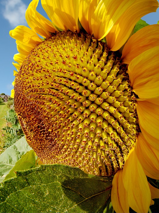 sunflower, summer, sun