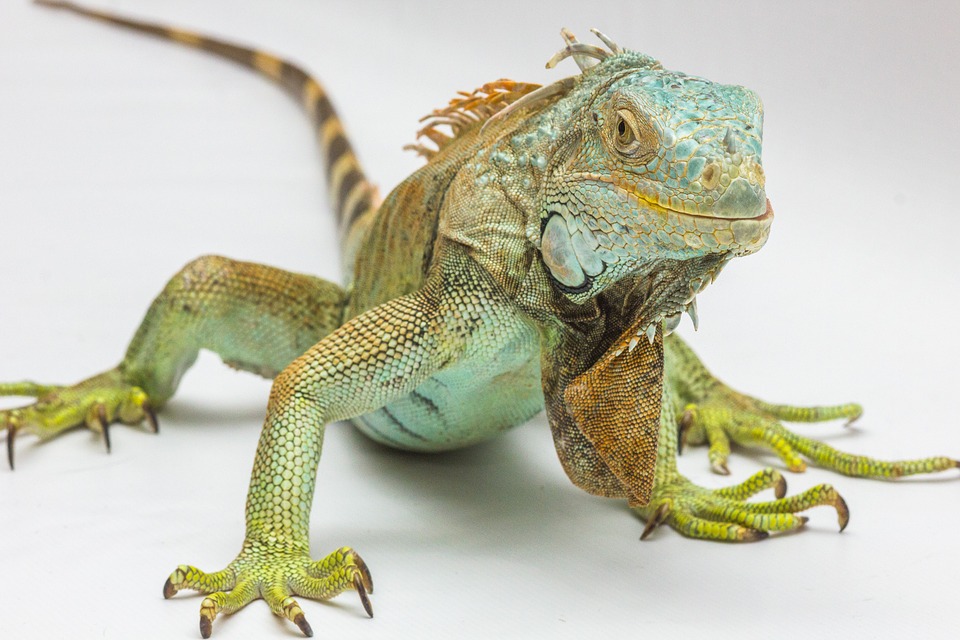 iguana, white background, reptile