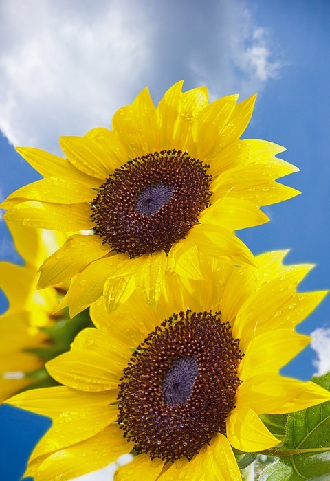 sunflower, flower, air