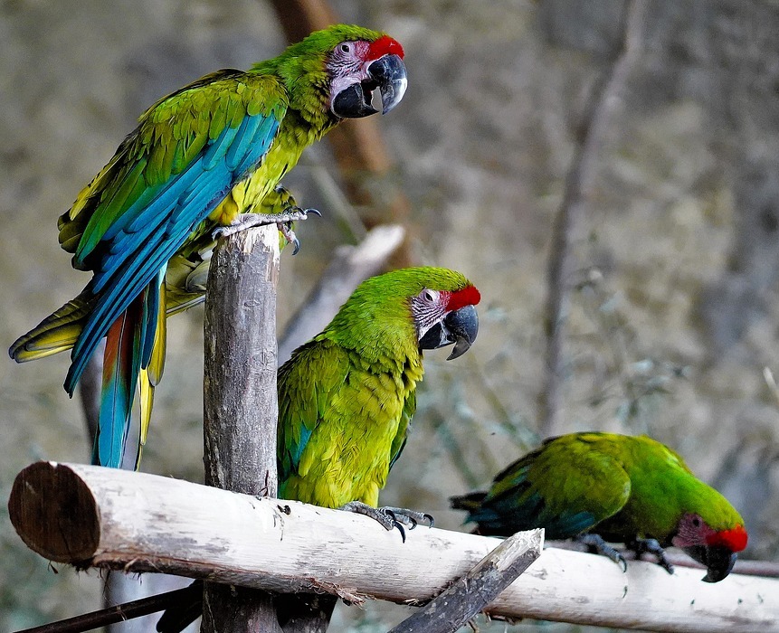 parrots, birds, exotic