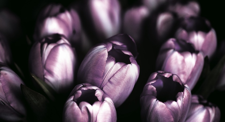 violet, tulips, flower