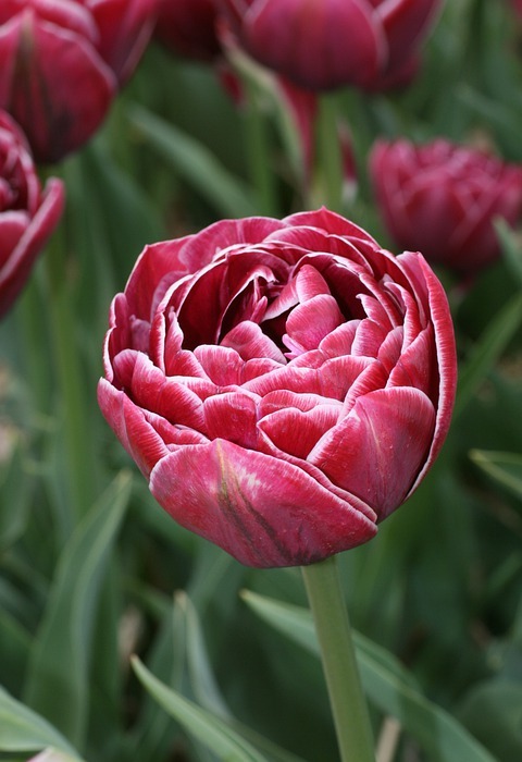 tulip, spring, tulips