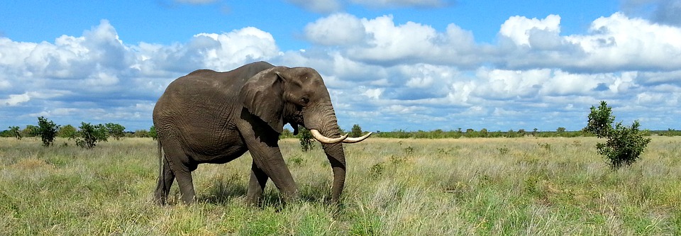 elephant, kruger national park, south africa