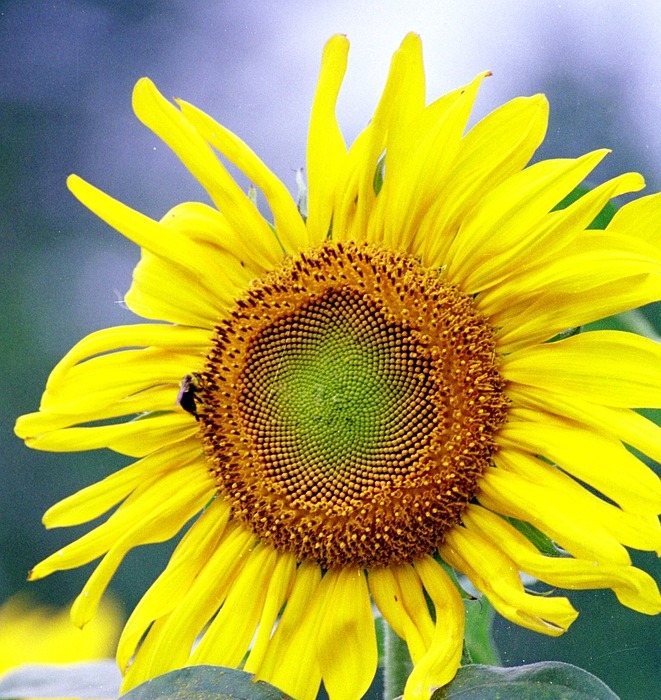 sunflower, flower, bee