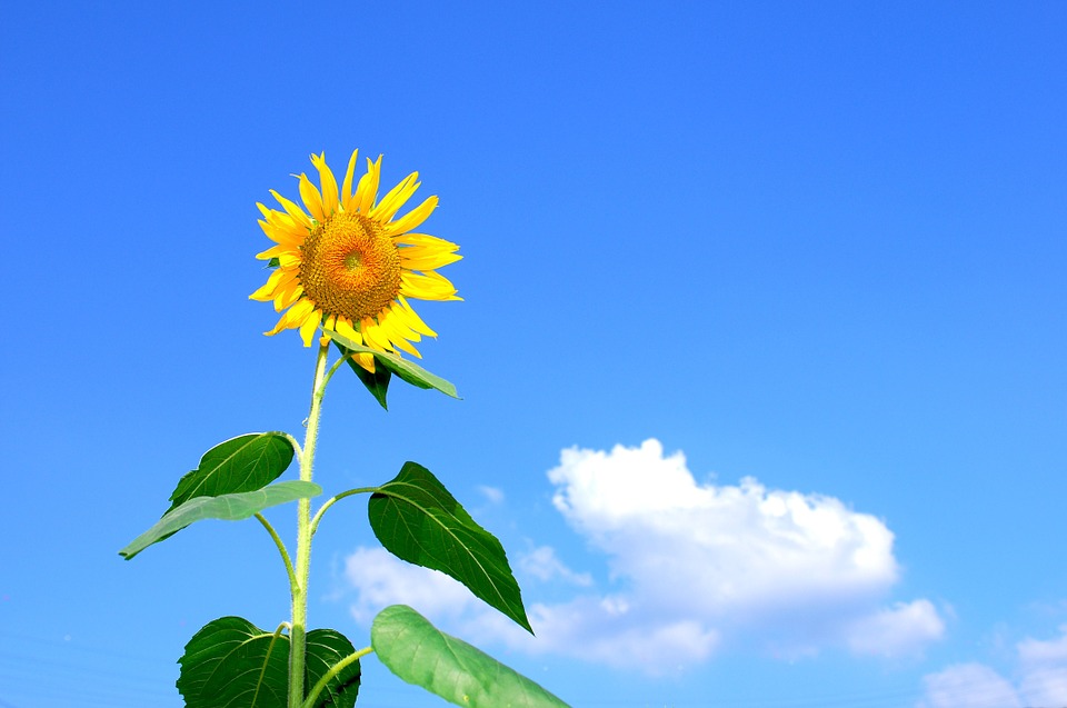 summer, sunflower, flowers