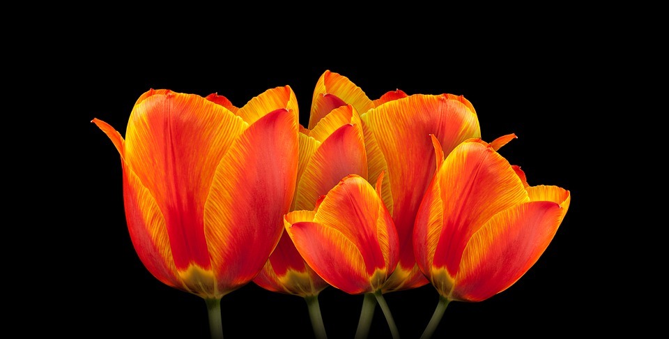 tulips, bouquet, flower